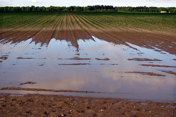 Flooded crop lands.